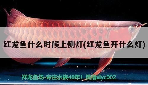 紅龍魚什么時候上側燈(紅龍魚開什么燈)（紅龍魚每天開幾個小時的燈開幾個小時的燈）