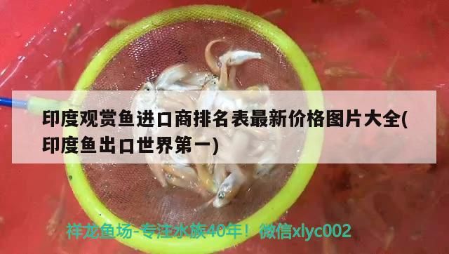 印度觀賞魚進(jìn)口商排名表最新價格圖片大全(印度魚出口世界第一)（印度觀賞魚排名表）