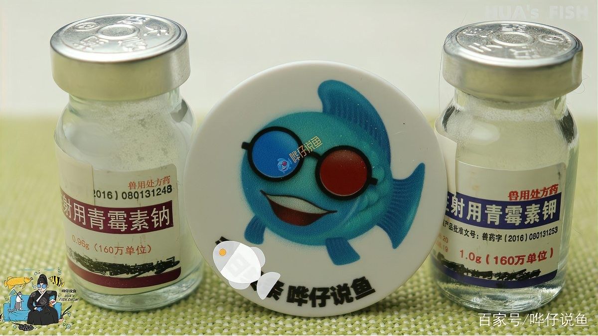 青霉素對龍魚有哪些副作用（關于青霉素對龍魚的副作用的一些信息）