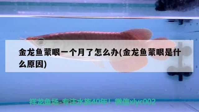 金龍魚蒙眼一個月了怎么辦(金龍魚蒙眼是什么原因)（如何治療龍魚蒙眼）