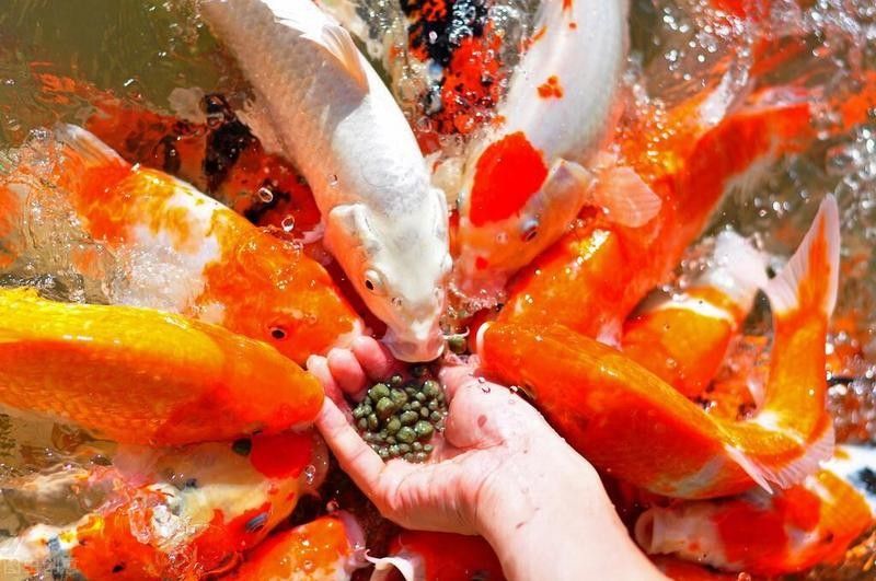 如何保存自制的金魚飼料（自制金魚飼料的保存與保鮮技巧）