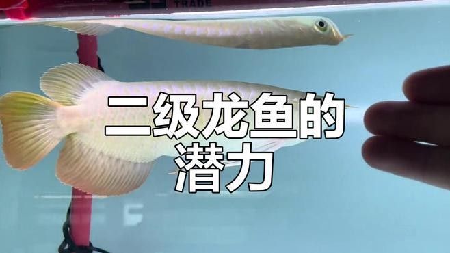 龍魚哪個(gè)級(jí)別最稀有（廣州龍魚祥龍魚場(chǎng)十大名貴龍魚排名威海藝界領(lǐng)航姐）