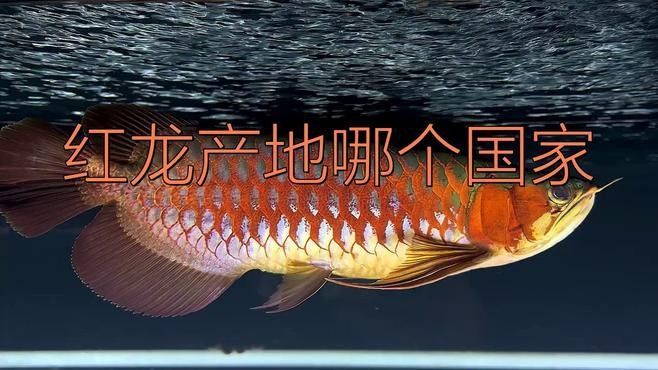 還有哪些龍魚品種？（龍魚的主要品種分類及特征解析龍魚的種類與特點）