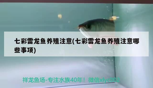 七彩雷龍魚養殖注意(七彩雷龍魚養殖注意哪些事項)（七彩雷龍魚養殖注意事項）