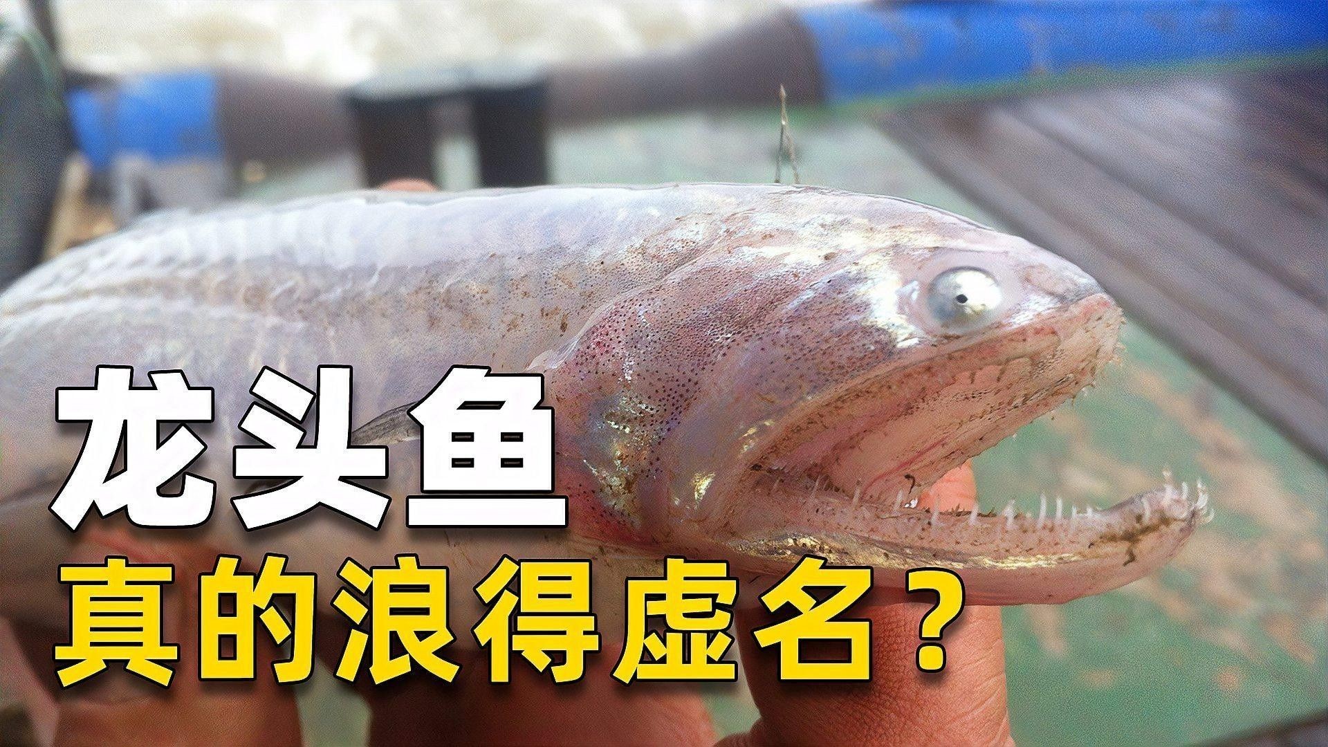 龍頭魚和龍魚有什么區別（龍頭魚與龍魚的區別）