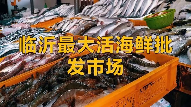 華東國際水產城有哪些知名的龍魚商戶（華東國際水產城有哪些知名的龍魚商戶？）