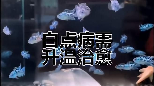 小瓜蟲病會自愈嗎？（qq瀏覽器小瓜蟲病治療三大方法輕松搞定白點病能自愈嗎）