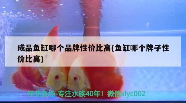 成品魚缸哪個(gè)品牌性價(jià)比高(魚缸哪個(gè)牌子性價(jià)比高)（成品牌魚缸哪個(gè)品牌性價(jià)比高）