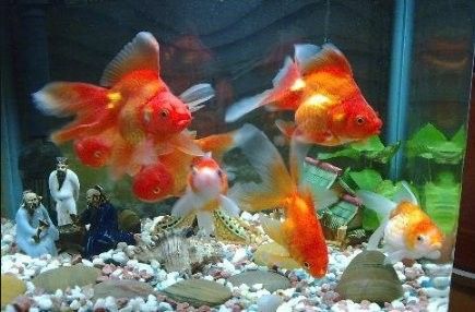 龍魚拉屎飄起來會自愈嗎（5號農場魚便浮在水面上正常嗎龍魚拉屎飄起來會自愈嗎）
