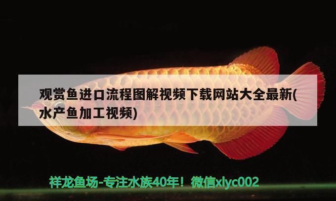 什么紅龍最好排名（什么品種的紅龍最好）（紅龍果品種紅龍魚品種排名，紅龍魚的最好吃的品種是什么） 什么紅龍最好排名（什么品種的紅龍最好）（紅龍果品種紅龍魚品種排名，紅龍魚的最好吃的品種是什么） 觀賞魚百科 第1張