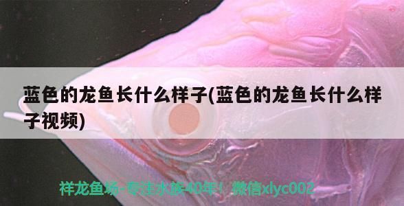 藍色的龍魚長什么樣子(藍色的龍魚長什么樣子視頻)（藍色的龍魚長什么樣子）