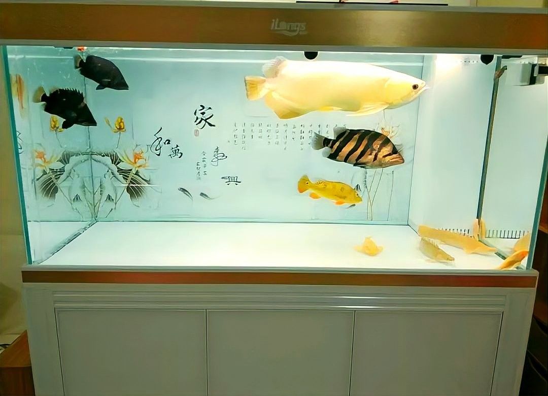 混養巴西亞和金龍魚需要多大的魚缸（養巴西亞和金龍魚需要多大的魚缸舞）