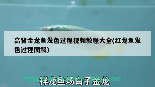 高背金龍魚發(fā)色過程視頻教程大全(紅龍魚發(fā)色過程圖解)（高背金龍魚發(fā)色過程大全和紅龍魚發(fā)色過程視頻教程大全）
