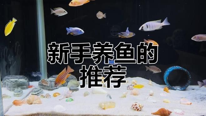 混養時應該如何搭配其他魚類（養魚搭配其他魚類是一個需要細致考慮的問題，影響彼此的生存和健康）