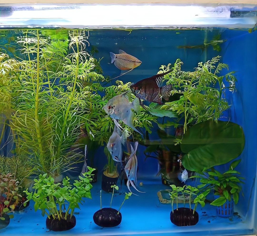 混養時應該如何搭配其他魚類（養魚搭配其他魚類是一個需要細致考慮的問題，影響彼此的生存和健康）