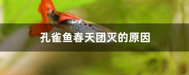西昌水族批發市場（揚州綠洲裝飾）