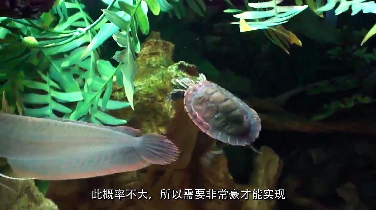 如何降低龍魚和烏龜混養(yǎng)的風(fēng)險(xiǎn)（降低龍魚和烏龜混養(yǎng)風(fēng)險(xiǎn)的建議）