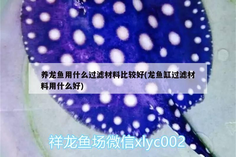 養龍魚用什么過濾材料比較好(龍魚缸過濾材料用什么好)