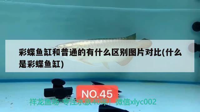 彩蝶魚缸和普通的有什么區(qū)別圖片對比(什么是彩蝶魚缸)（彩蝶魚缸和普通的有什么區(qū)別）