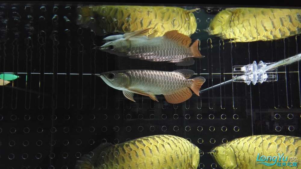 孝感觀賞魚市場收到速宏獎品了（孝感觀賞魚市場收到速宏獎品）