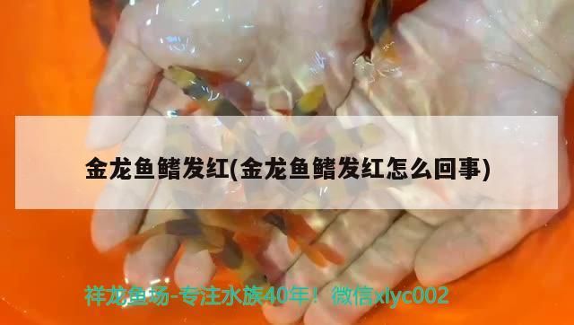 金龍魚鰭發紅(金龍魚鰭發紅怎么回事)