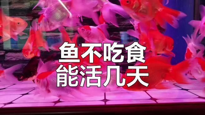 金龍魚多久會忘記喂食？