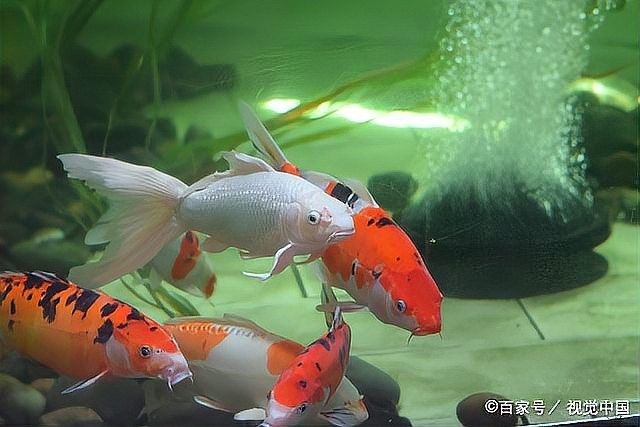 金龍魚多久會忘記喂食？