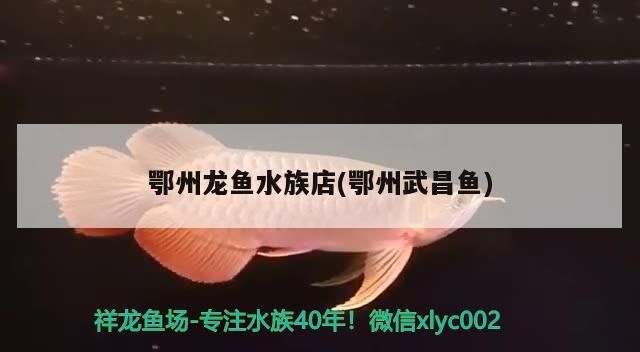 鄂州龍魚(yú)水族店(鄂州<strong><mark>武昌</mark></strong>魚(yú))