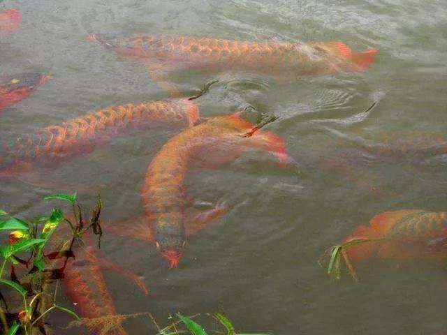 波多西堡紅龍魚有哪些血統證書