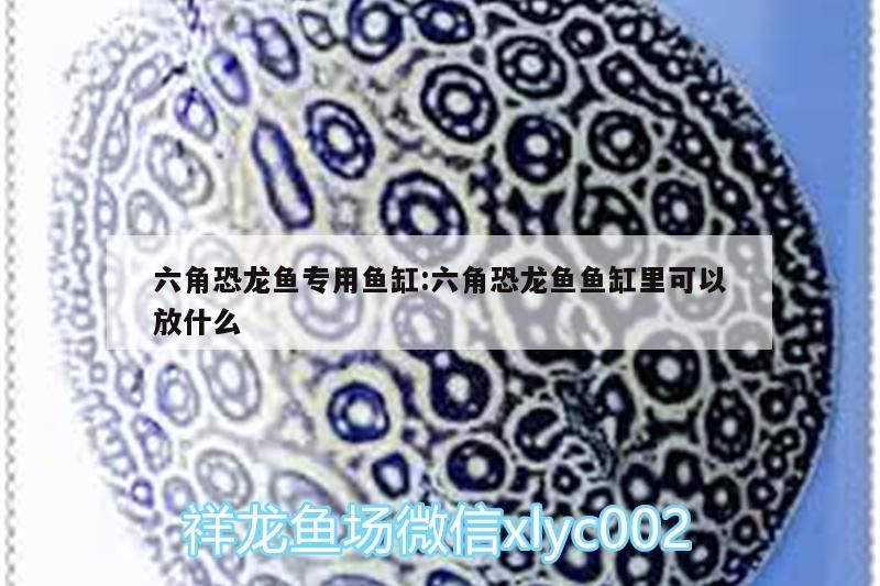 六角恐龍魚專用魚缸:六角恐龍魚魚缸里可以放什么