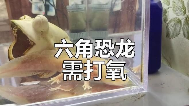 六角龍魚缸需要打氧嗎