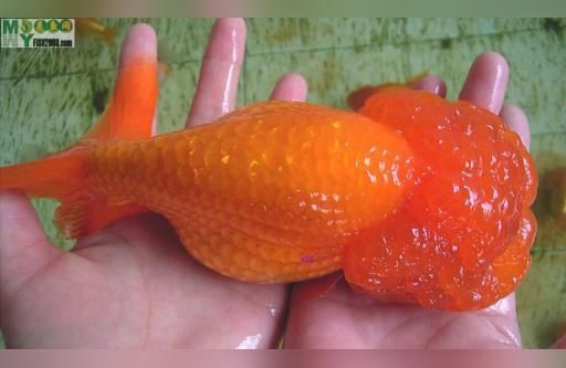 白山觀賞魚批發:遼寧省最大觀賞魚批發市場在那里