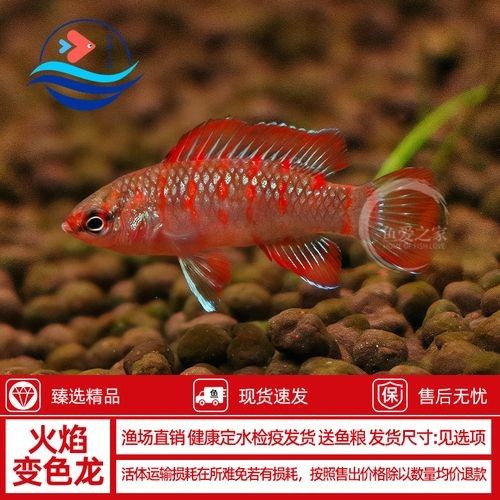 火焰變色龍魚的市場價格是多少（火焰變色龍魚市場價格波動大嗎火焰變色龍魚價格波動大嗎）
