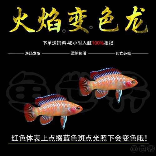 火焰變色龍魚的市場價格是多少（火焰變色龍魚市場價格波動大嗎火焰變色龍魚價格波動大嗎）