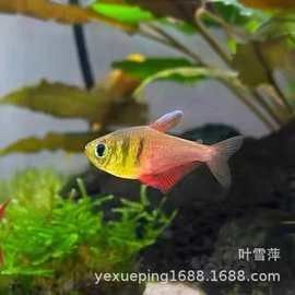 火焰變色龍魚的市場價格是多少（火焰變色龍魚市場價格波動大嗎火焰變色龍魚價格波動大嗎）