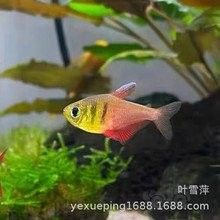 火焰變色龍魚的市場價格是多少（火焰變色龍魚市場價格波動大嗎火焰變色龍魚價格波動大嗎）