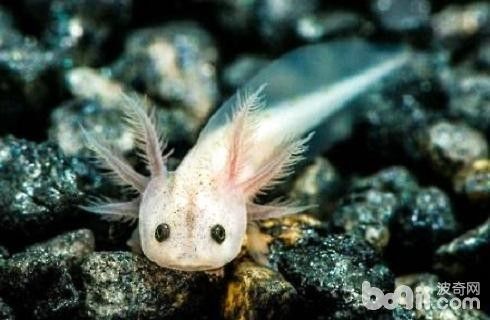 六角恐龍魚的價(jià)格差異大嗎？（六角恐龍魚價(jià)格差異大嗎） 六角恐龍魚的價(jià)格差異大嗎？（六角恐龍魚價(jià)格差異大嗎） 龍魚百科 第8張