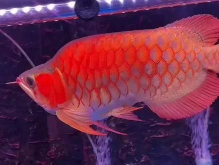 福龍魚的價格是多少？（福龍魚的市場價格走勢）