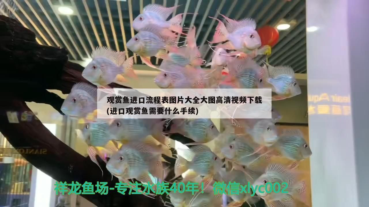 觀賞魚進口流程表圖片大全大圖高清視頻下載(進口觀賞魚需要什么手續)