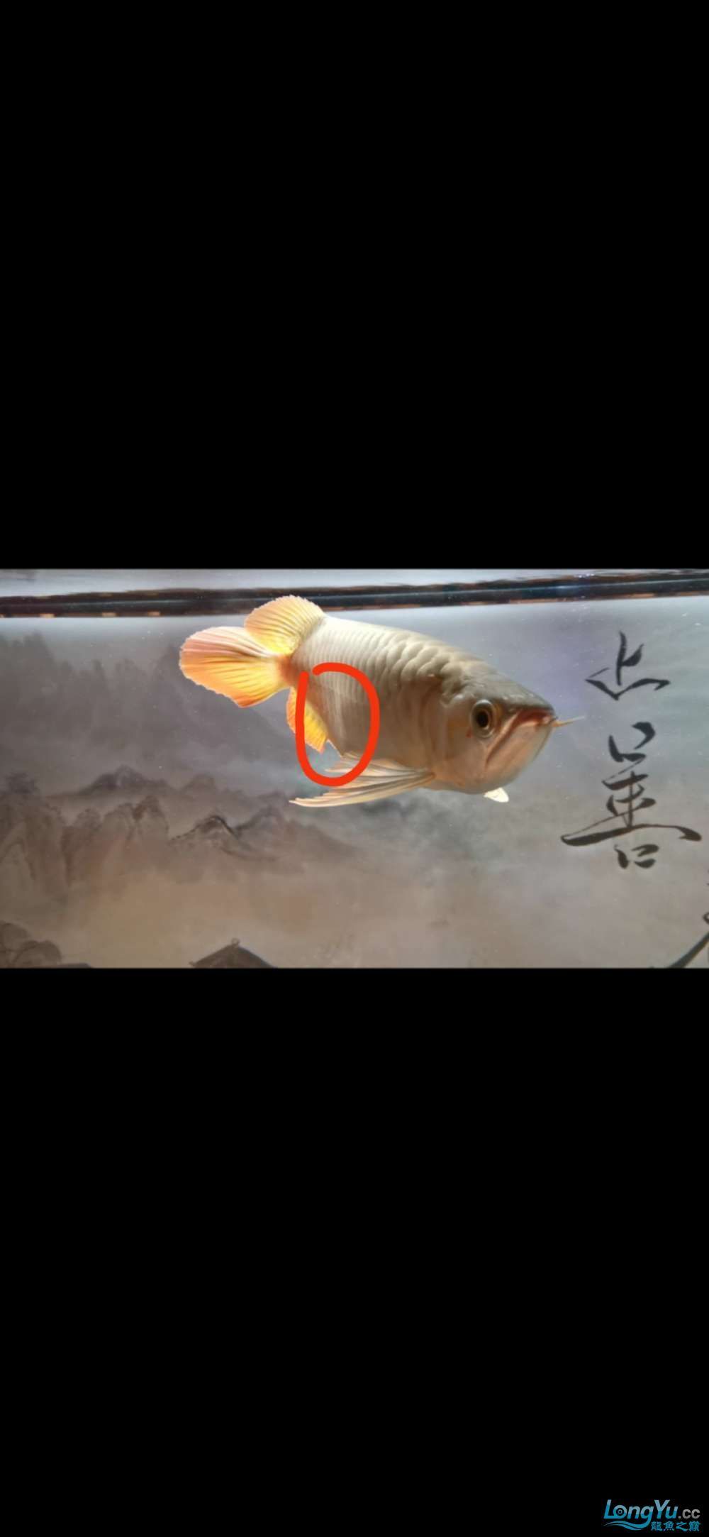 小龍跳缸摔傷求助（小龍跳缸摔傷求助，主人及時發現這一情況，主人終于成功救出）