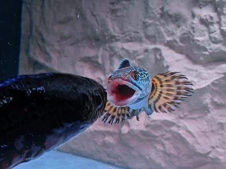 如何訓(xùn)練雷龍魚追食？（如何訓(xùn)練雷龍魚追食）