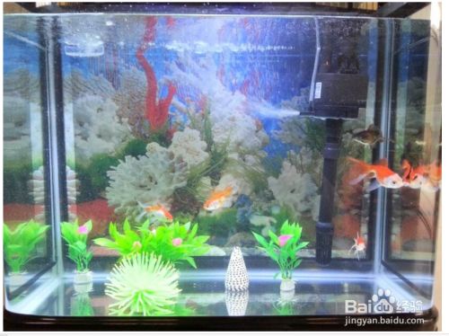 泰安魚缸清洗公司電話多少啊（泰安魚缸廠）（a金龍魚缸漁具地址：泰安市b博雅魚缸漁具地址）