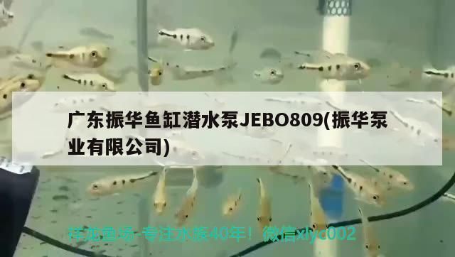 廣東振華魚缸潛水泵JEBO809(振華泵業(yè)有限公司)（廣東振華魚缸潛水泵）