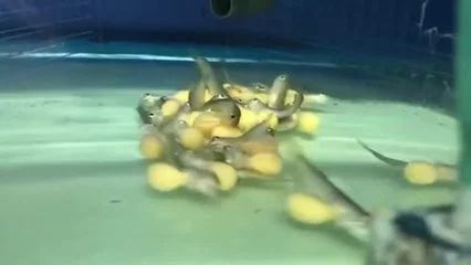 龍魚老是在缸底找東西（龍魚總在缸底是怎么回事）（龍魚為什么總是在缸底找東西）