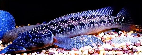 孔雀龍魚有哪些品種？（10種觀賞魚和龍魚混養不但是死性不改養魚老道聽）