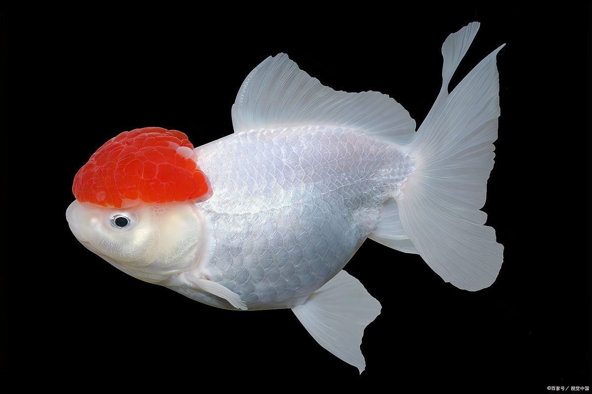 換水后金龍魚多久會排便？（金龍魚在換水后多久會排便取決于多種因素）