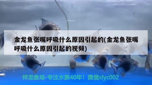 金龍魚張嘴呼吸什么原因引起的(金龍魚張嘴呼吸什么原因引起的視頻)（金龍魚張嘴呼吸什么原因引起的原因引起的知識）