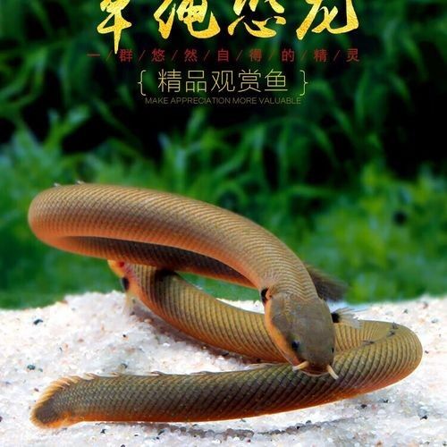 如何保持虎紋恐龍魚的水溫穩定（保持虎紋恐龍魚水溫穩定的方法）