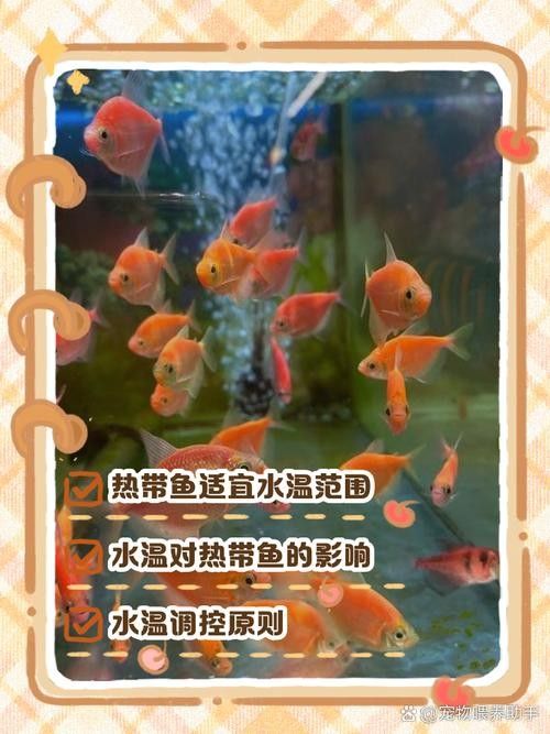 如何保持虎紋恐龍魚的水溫穩定（保持虎紋恐龍魚水溫穩定的方法）