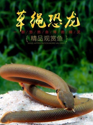 如何保持虎紋恐龍魚的水溫穩定（保持虎紋恐龍魚水溫穩定的方法）